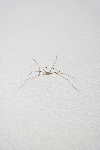 Wspólny gospodarstwa domowego długonogi pająk na białej ścianie zbliżenie sho - Zdjęcie, obraz