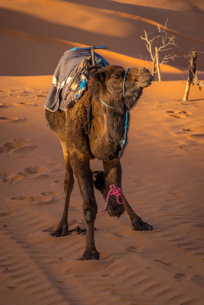 Chameau dans le désert du Sahara, Merzouga, Maroc
 - Photo, image