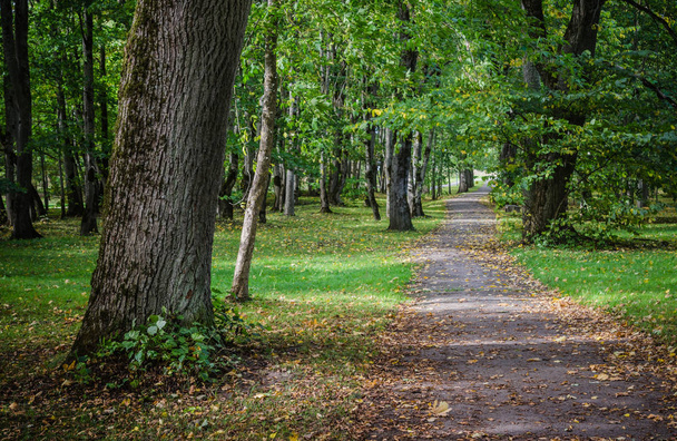 Allee im alten Herbstpark, herbstliche Landschaft - Foto, Bild