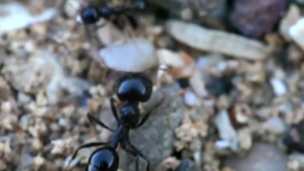 sluipende grote mier, macroshooting - Video
