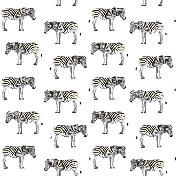 Seamless pattern, background with adult zebra. Realistic drawing, animalism. Illustration on white background. - Vector, afbeelding