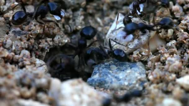 Макрознімання мурах, що несуть їжу та предмети
 - Кадри, відео
