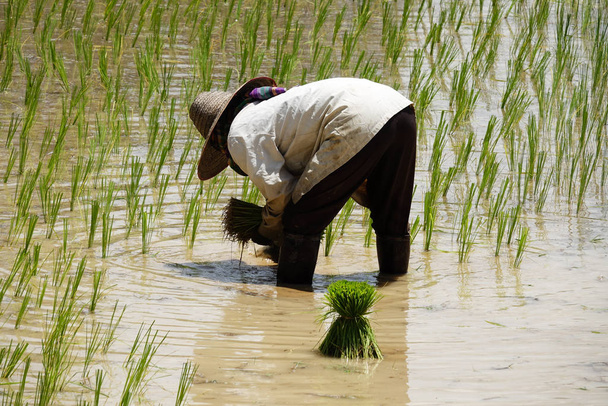 planting rice,put seedlings in a paddy field in asia - Фото, изображение
