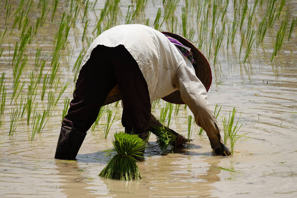 planting rice,put seedlings in a paddy field in asia - Fotoğraf, Görsel