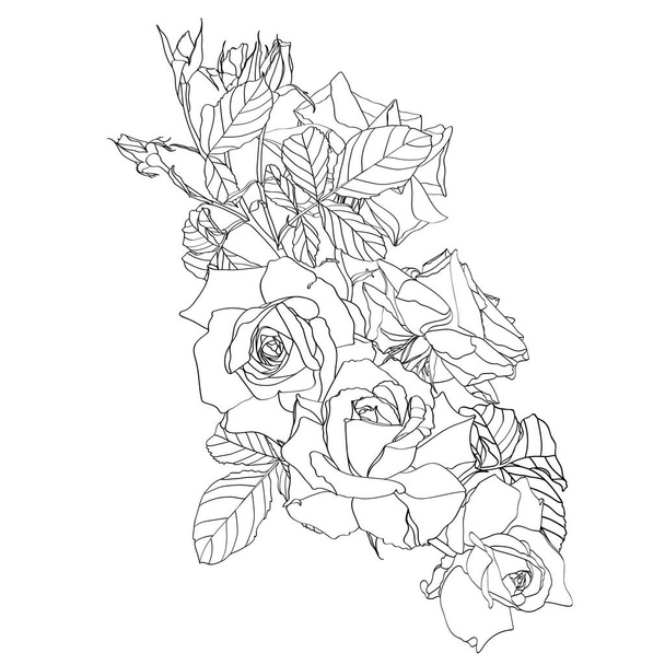Hand drawn summer line bouquet: rustic Roses, line art. Hand painted flowers isolated on white background for design. - Вектор,изображение
