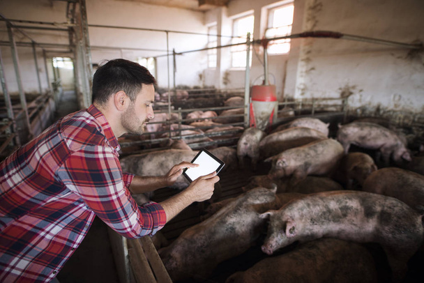 Agronomist bij varkens als landbouwhuisdier. Boer op varkensboerderij met moderne toepassing op zijn tablet om de gezondheidstoestand en het voedselrantsoen van varkens te controleren. Industriële en vleesproductie. Rundveehouderij. - Foto, afbeelding