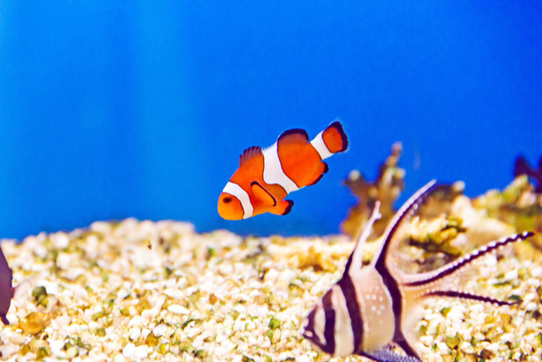 Photo of aquarium clown fish in turquoise water - Фото, изображение