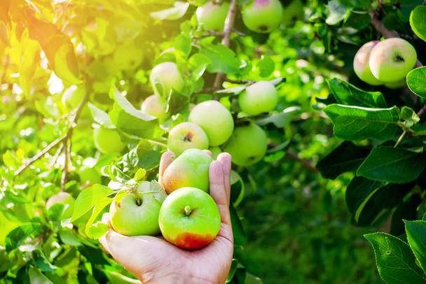 Сбор яблок. Ветки и руки яблони. Осенний сбор урожая в саду. органические фрукты в саду, в яркий солнечный день
 - Фото, изображение