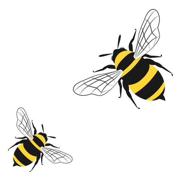 Медовые пчелы изолированы на белом фоне
 - Вектор,изображение