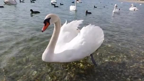 όμορφοι κύκνοι στη λίμνη - Πλάνα, βίντεο