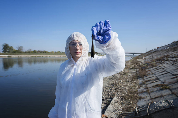 Un desastre ambiental. Ecologista en traje protector blanco sosteniendo peces muertos tomados de río contaminado y contaminado. Contaminación del agua
. - Foto, Imagen
