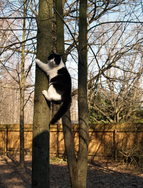 Negro y blanco esponjoso gordo gato es subir un árbol en un parque
. - Foto, imagen