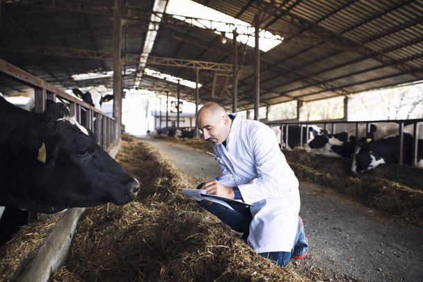 Veterinarian animal doctor at cattle farm checking health of cows. - 写真・画像