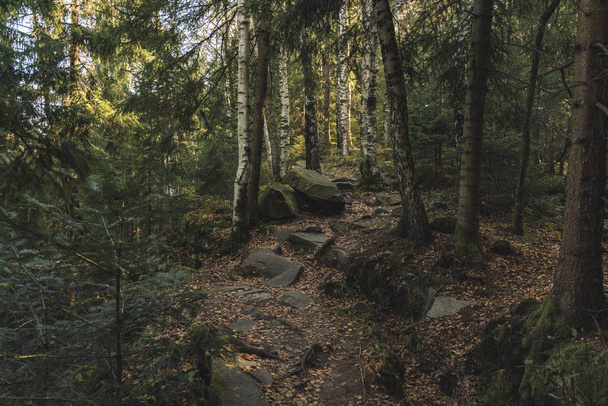 rocky highland mountain forest landscape moody lighting foliage and small trail passage - Zdjęcie, obraz