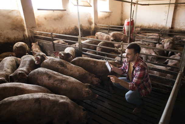Un éleveur qui s'occupe des porcs. Travailleur agricole tenant une tablette et contrôlant l'état des animaux et la ration alimentaire
. - Photo, image