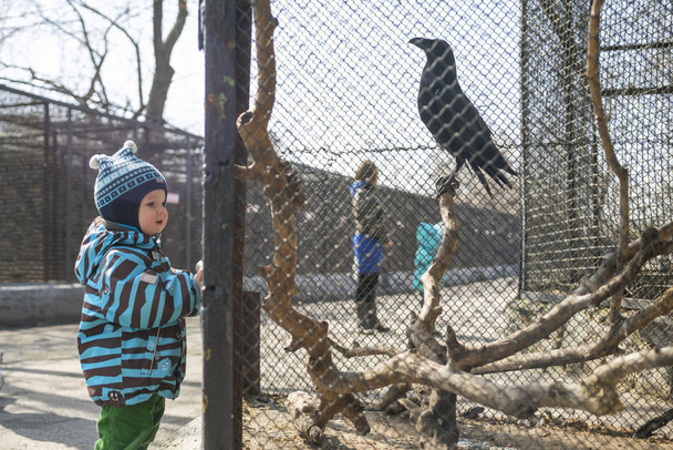 El niño observa animales y aves en el zoológico. Niño mira a los animales en el zoológico
 - Foto, Imagen