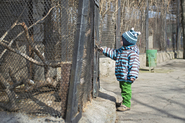 Kid watches animals and birds at the zoo. Child looks at animals in the zoo - Photo, Image