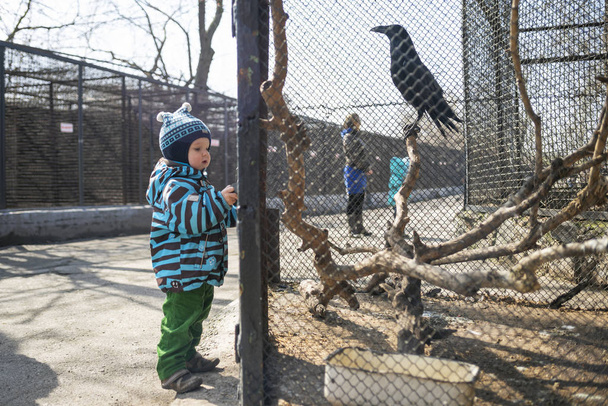 Το παιδί βλέπει ζώα και πουλιά στο ζωολογικό κήπο. Το παιδί κοιτάζει τα ζώα στο ζωολογικό κήπο. - Φωτογραφία, εικόνα