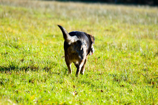 Black and tan dog running away from the camera across green grass with copy space as it enjoys its daily exercise and walk outdoors - Photo, Image