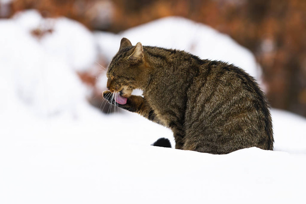 flauschige europäische Wildkatze leckt ihre Pfote mitten im verschneiten Wald - Foto, Bild