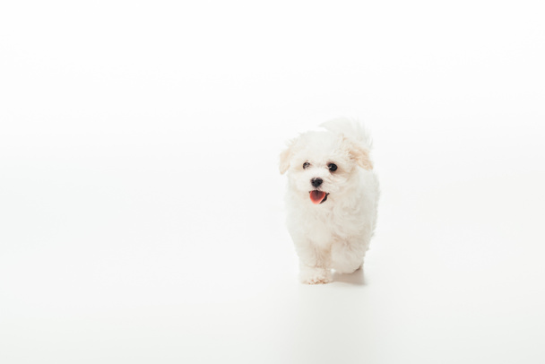 cute and white Havanese puppy on white background  - Zdjęcie, obraz