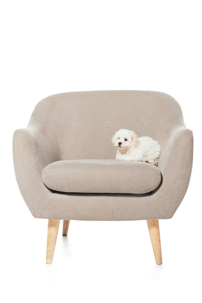 cute Havanese puppy lying on armchair isolated on white  - Photo, Image