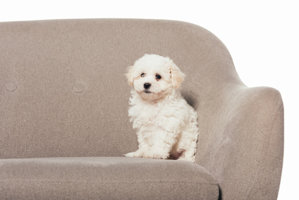 cute Havanese puppy sitting on armchair isolated on white  - Fotoğraf, Görsel