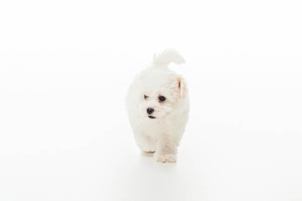 cute and white Havanese puppy on white background with copy space  - Zdjęcie, obraz
