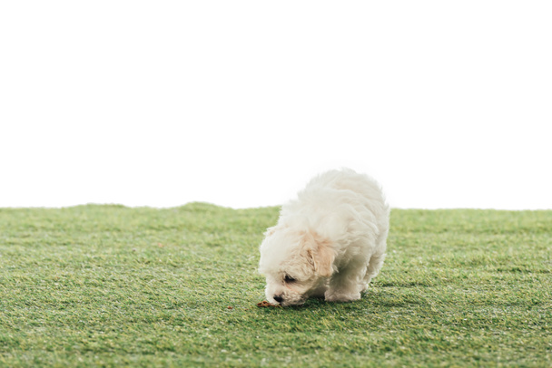 cute Havanese puppy smelling grass isolated on white  - Фото, изображение