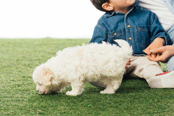 cropped view of mother and son holding hands and Havanese puppy smelling grass isolated on white - Photo, Image
