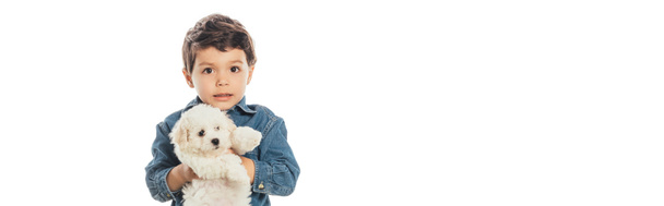 panoramic shot of cute boy holding Havanese puppy isolated on white  - Fotoğraf, Görsel