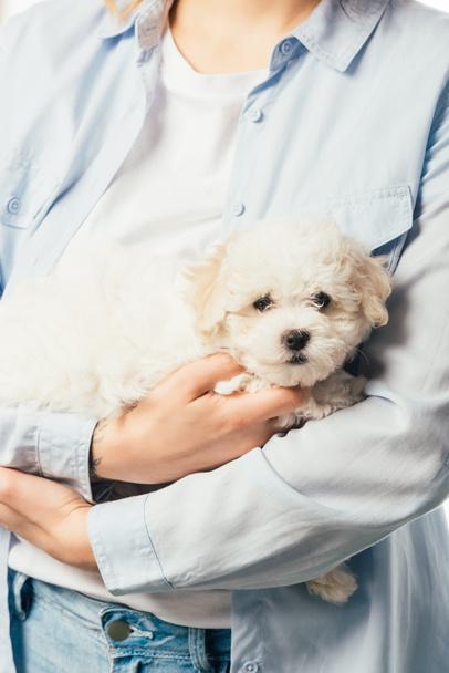 cropped view of woman in shirt holding cute Havanese puppy  - Valokuva, kuva