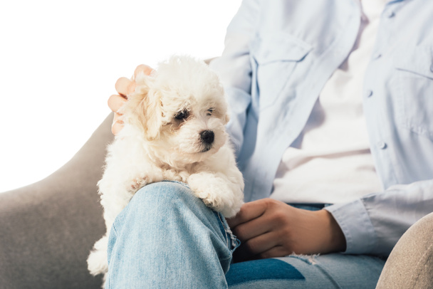 cropped view of woman stroking Havanese puppy and sitting on armchair isolated on white - Фото, зображення