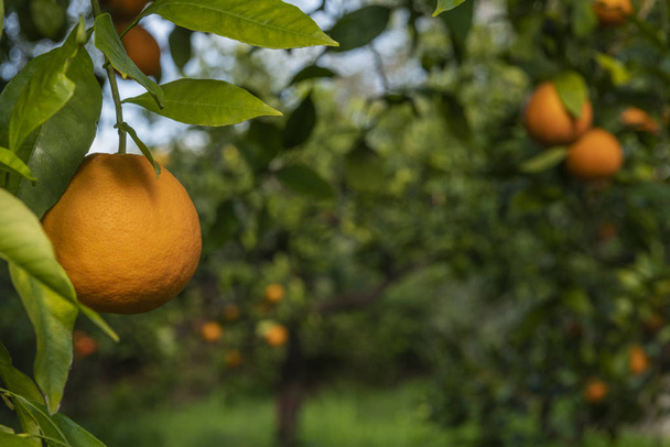 Oranges mûres suspendues à un arbre vue de près dans le jardin méditerranéen d'agrumes bio
 - Photo, image