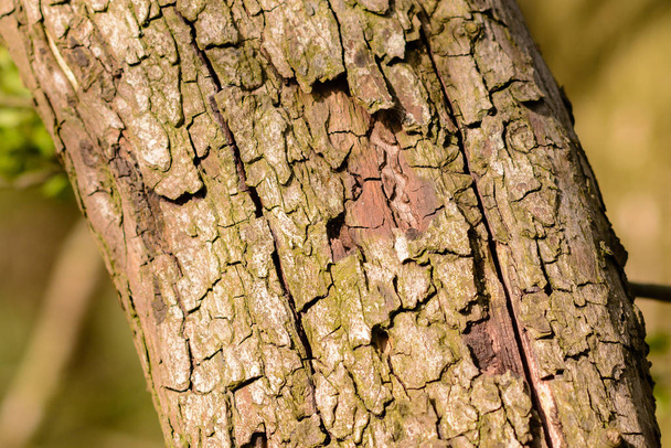 Closeup from tree trunk and bark - Foto, afbeelding