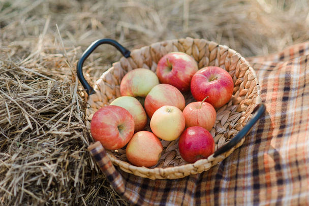 Спелые красные яблоки и груши в корзине на траве
. - Фото, изображение