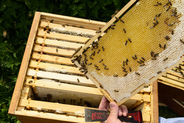 beekeeper at work with honeycomb, honey - Foto, Imagem