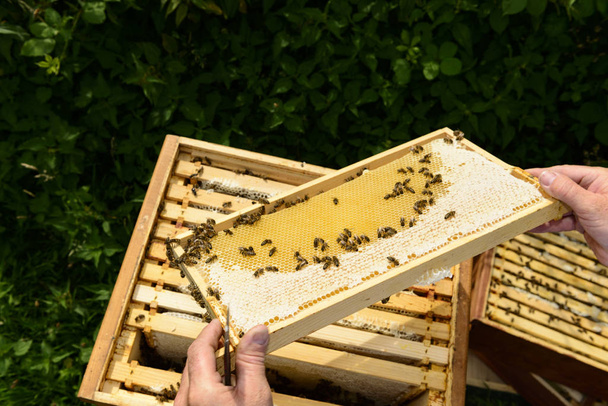 beekeeper at work with honeycomb, honey - Foto, Bild