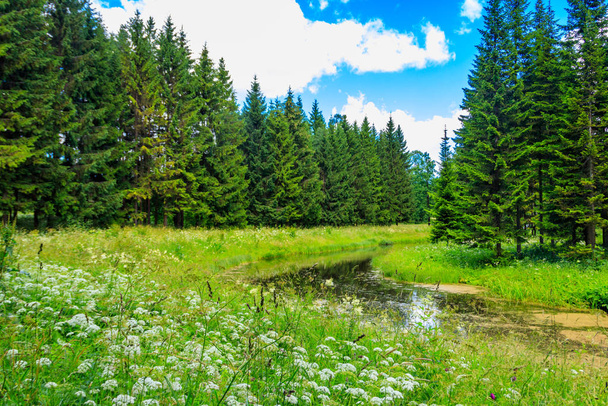 Pohled na malou řeku v jehličnatých lesích v létě - Fotografie, Obrázek