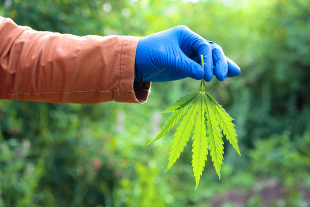 cannabisblad in de hand achtergrond gebladerte zomer - Foto, afbeelding