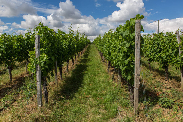 countryside, Vineyards agriculture grapevine plants - Fotó, kép