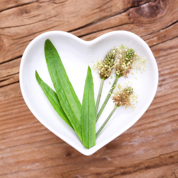 homeopathy and cooking with medicinal herbs,plantain - Φωτογραφία, εικόνα