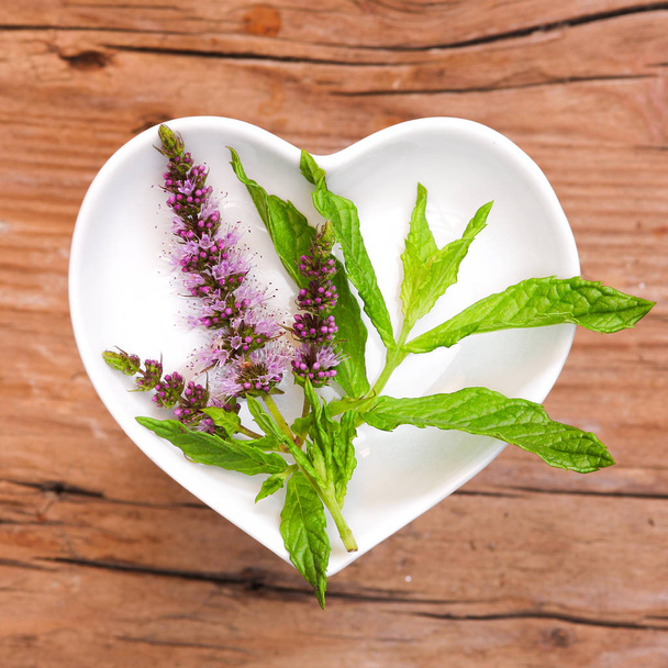 homeopathy and cooking with medicinal herbs,peppermint - Φωτογραφία, εικόνα