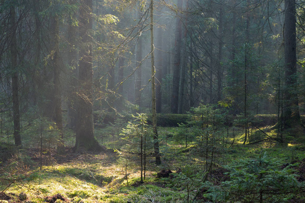 sunbeam entering coniferous stand in misty morning,bialowieza forest,poland,europe - Valokuva, kuva