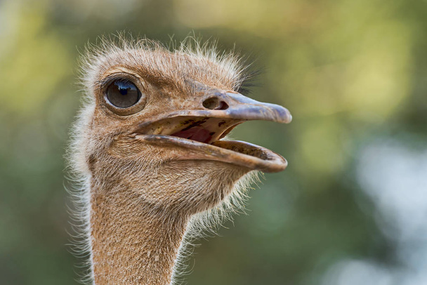 somali ostrich (struthio molybdophanes) at lake baringo,kenya,east africa - Photo, image
