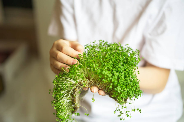 microgreen sprouts in kids hands Raw sprouts, microgreens, healt - Photo, Image