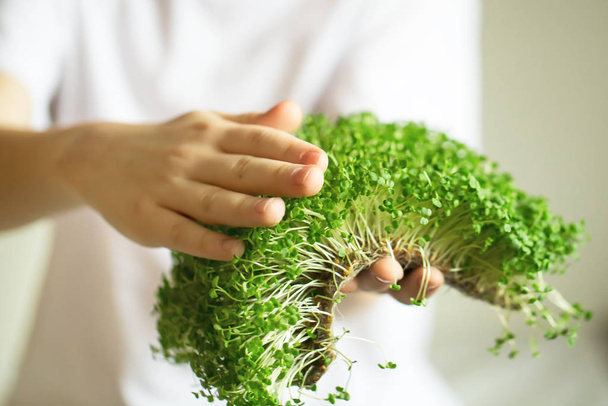brotes microverdes en manos de los niños brotes crudos, microgreens, healt
 - Foto, Imagen
