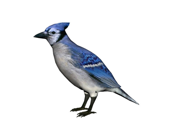 songbird plumage, avian bird watching - 写真・画像