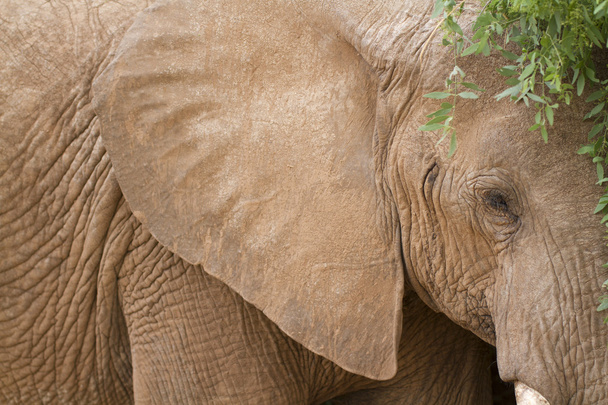 African elephant portrait - Fotoğraf, Görsel