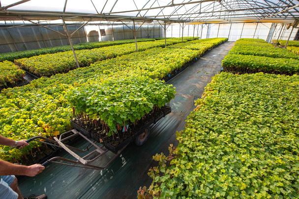 Καλλιέργεια αμπελιών σε θερμοκήπια, φυτώρια, φυτείες θερμοκηπίου, αμπελώνας Μπορντό - Φωτογραφία, εικόνα